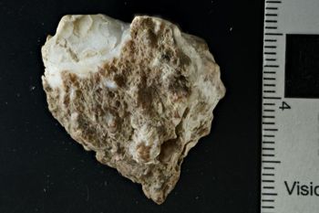 Media type: image;   Malacology 178593 Description: Digital documentation photo of dry specimen.;